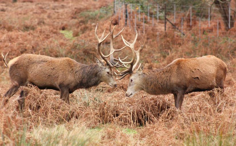 Two Heads Are NOT Better Than&nbsp;One